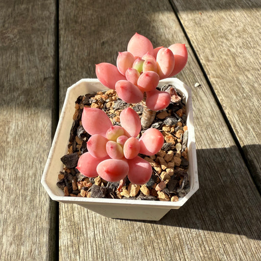 2907 Pachyphytum 'Watermelon Squash'