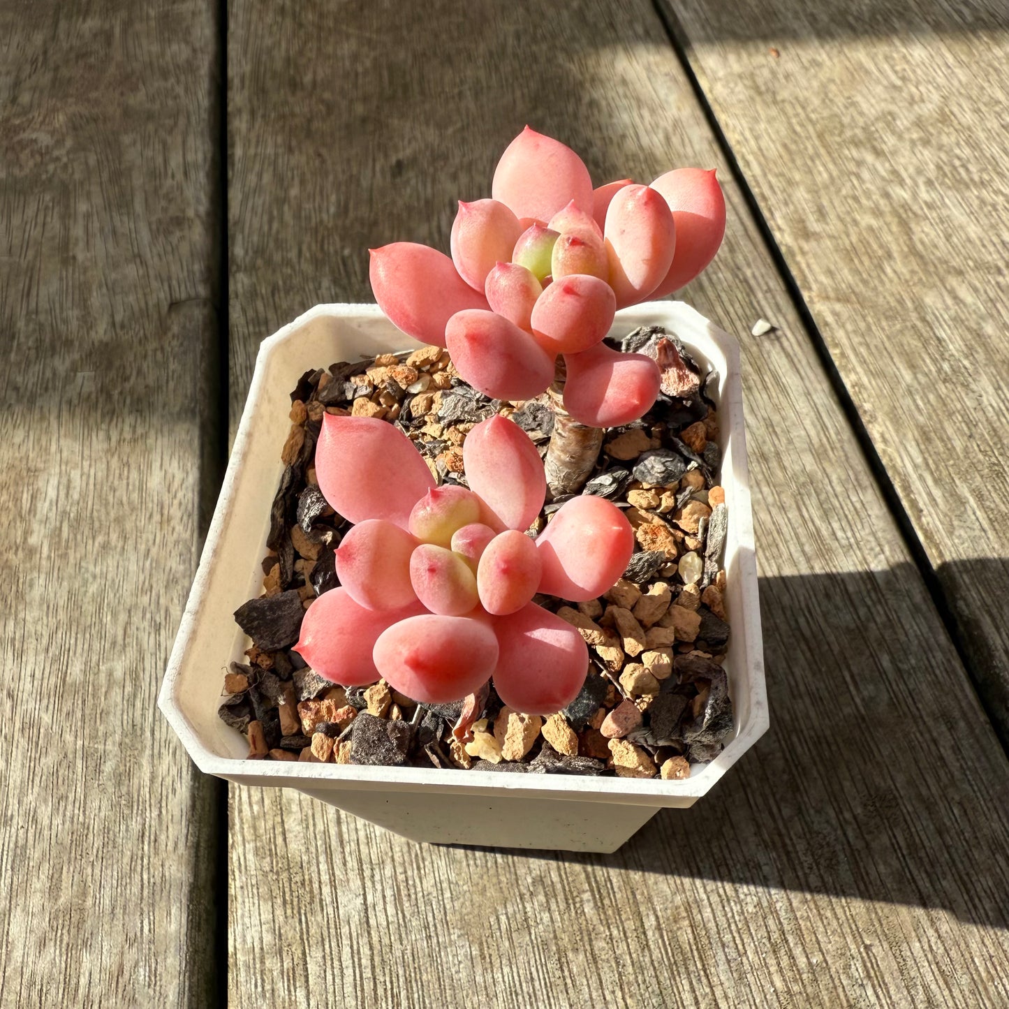 2907 西瓜子