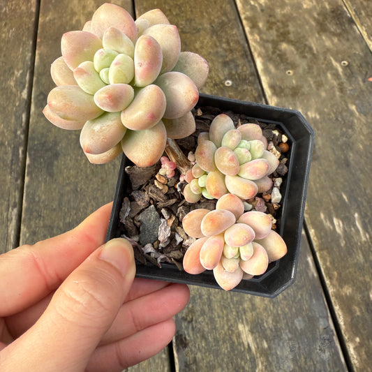 2907 Pachyveria 'Elaine Reinelt'