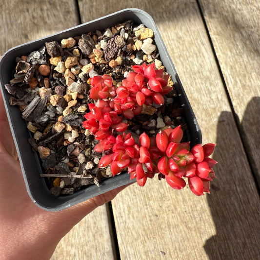 2907 Sedeveria Letizia Cresta