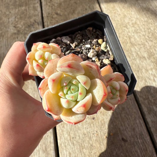 2907 Sedeveria Vanilla Bis