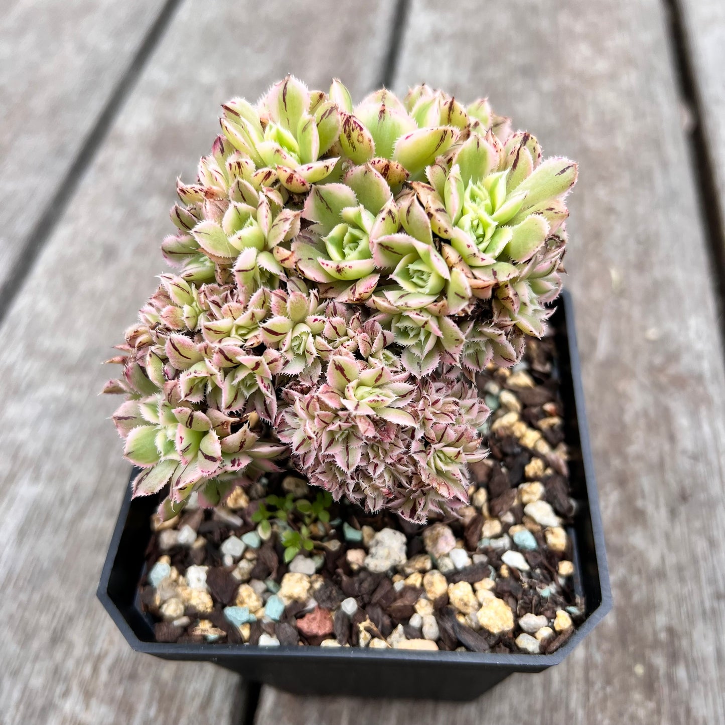 2910 Aeonium Sunburst Cresta