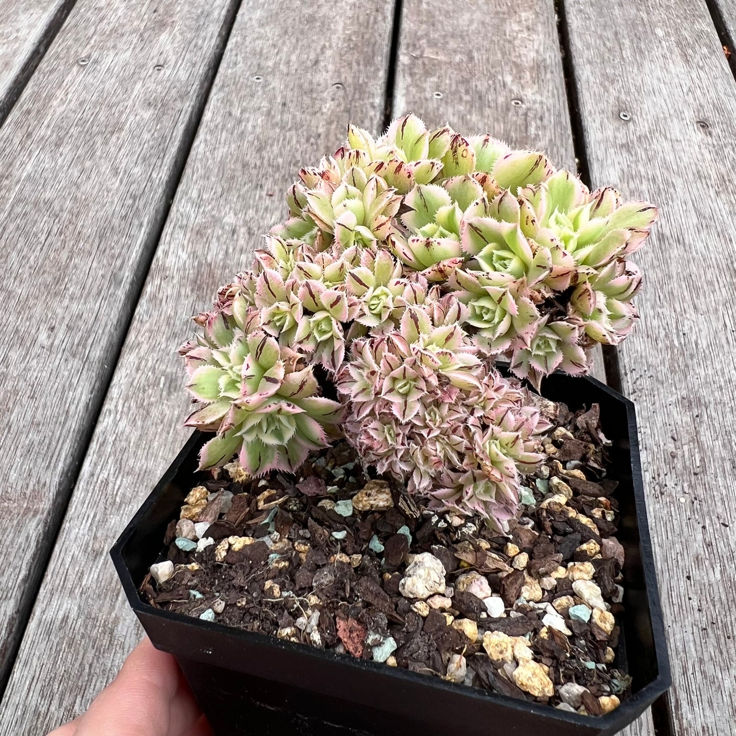 2910 Aeonium Sunburst Cresta