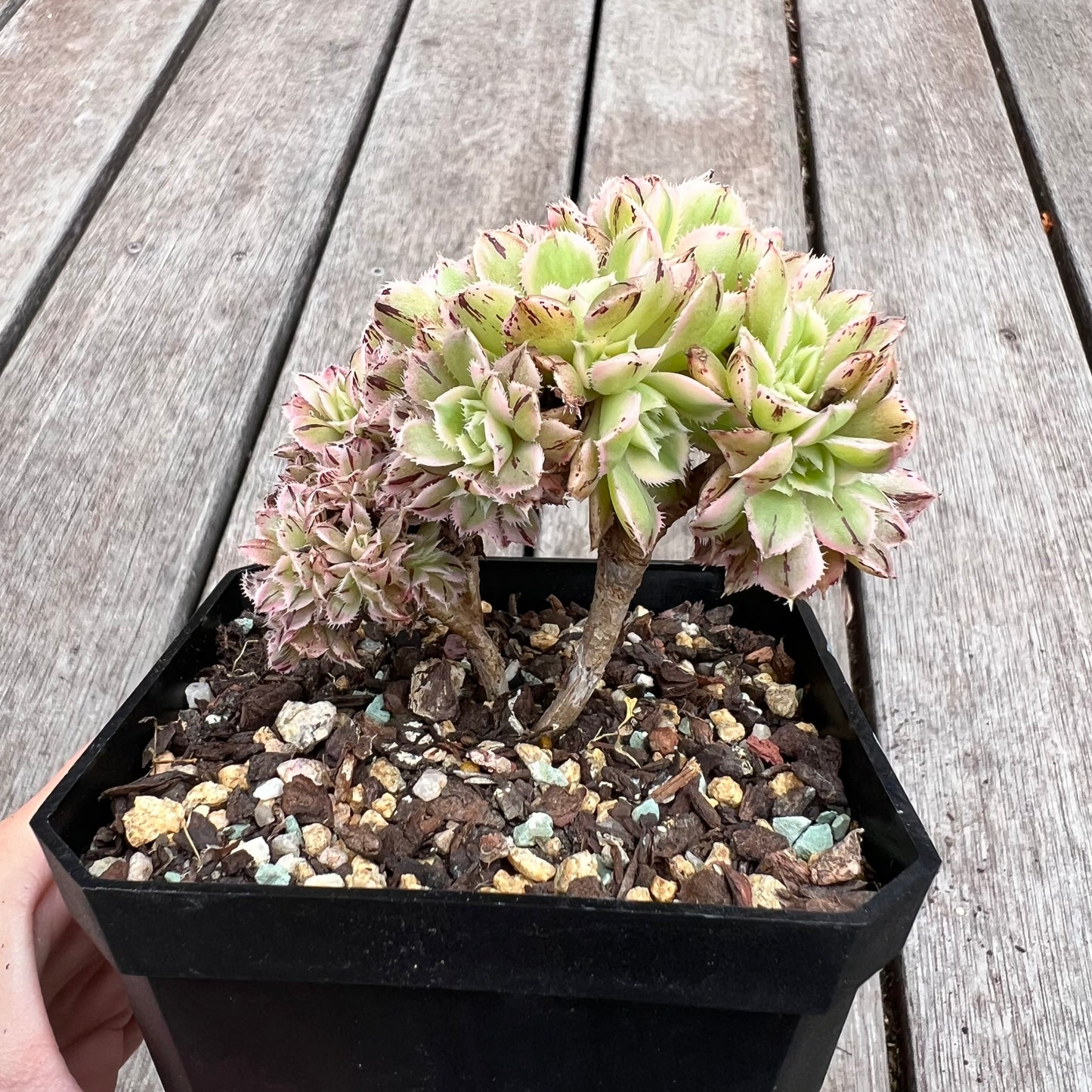 2910 Aeonium Sunburst Cresta