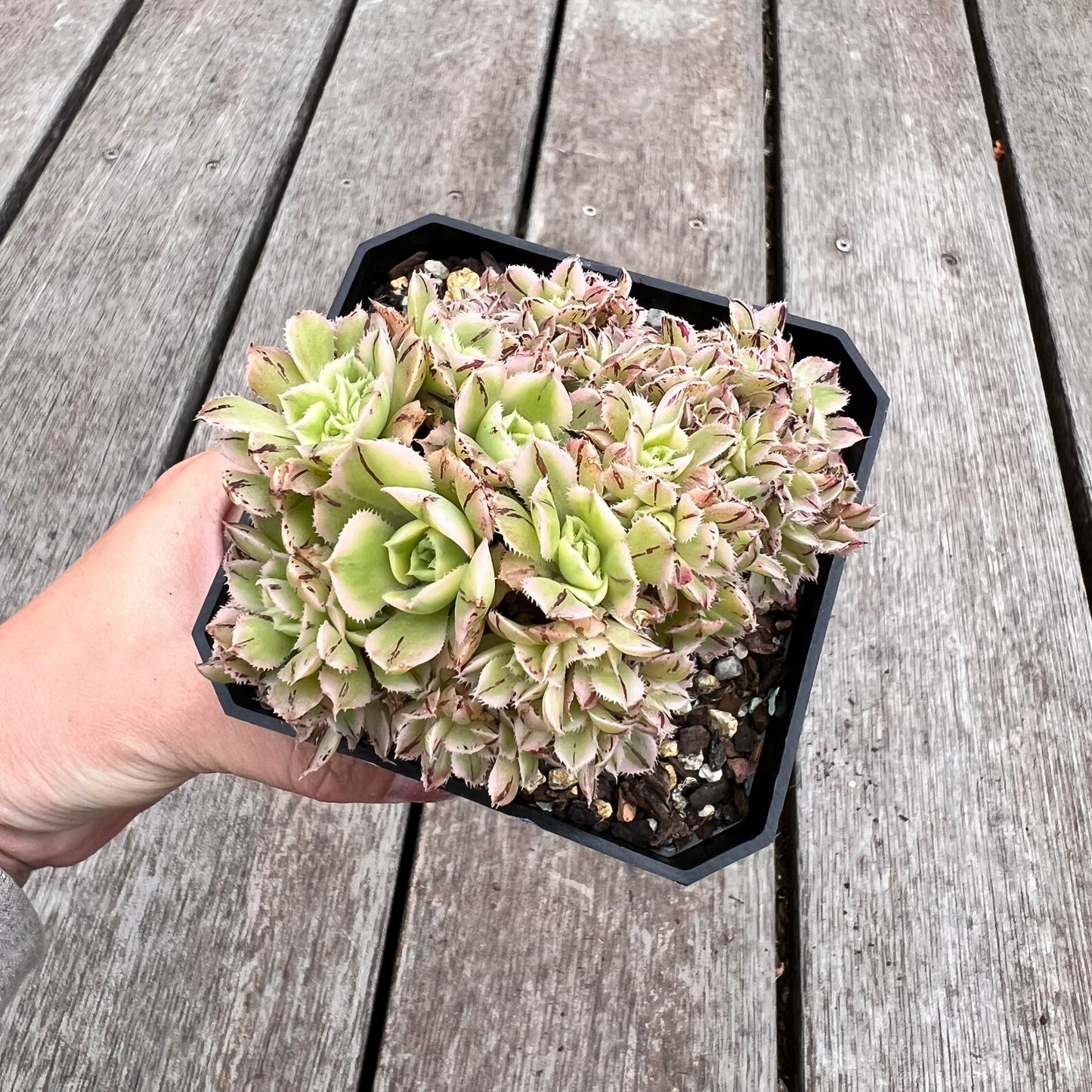 2910 Aeonium Sunburst Cresta