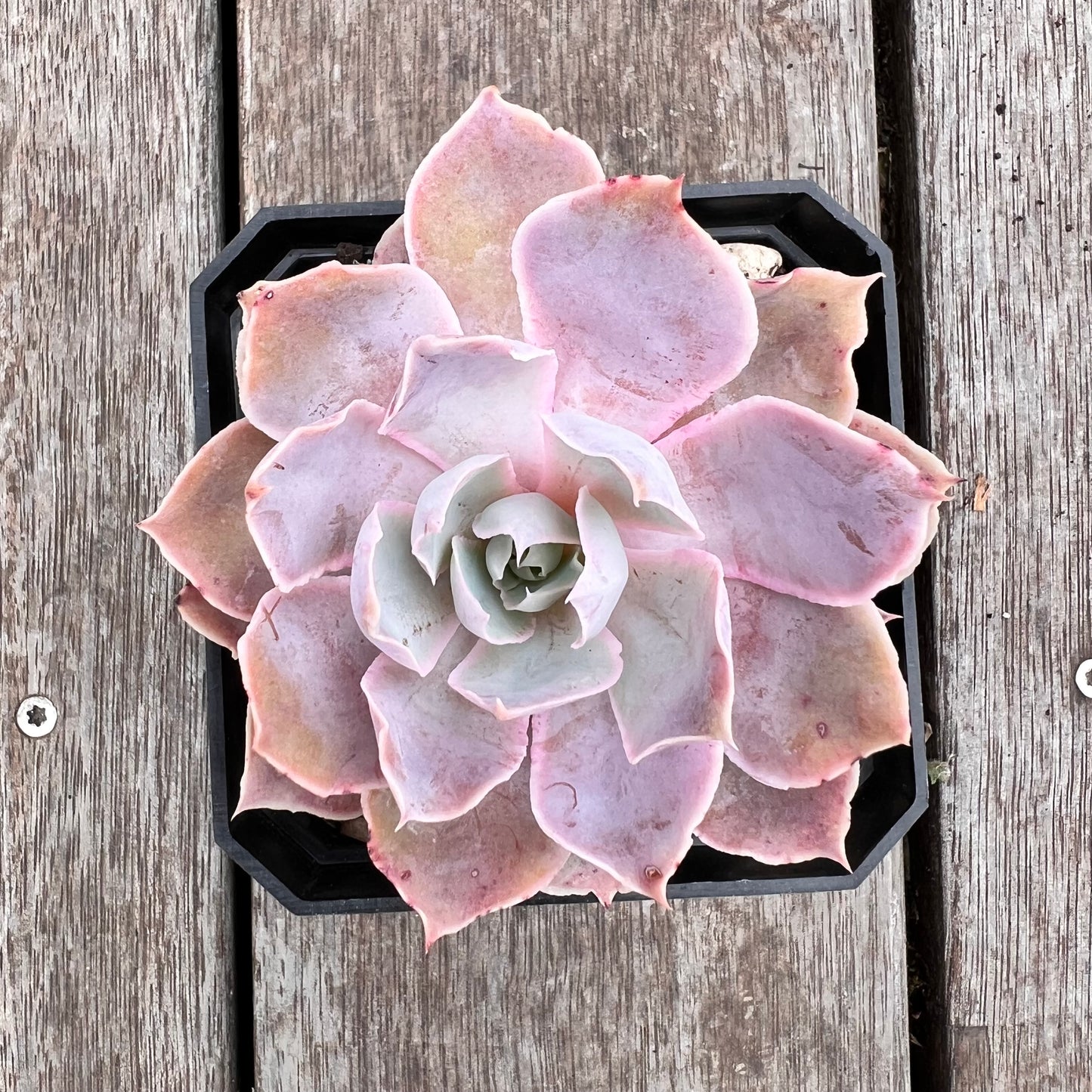 2910 Echeveria Neon Breaker