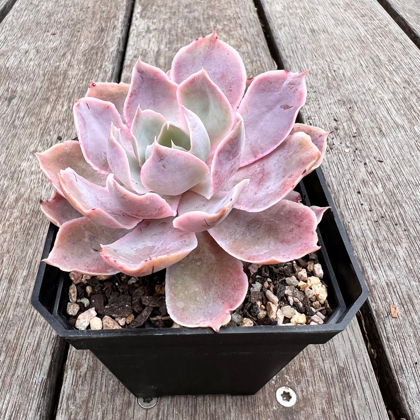 2910 Echeveria Neon Breaker