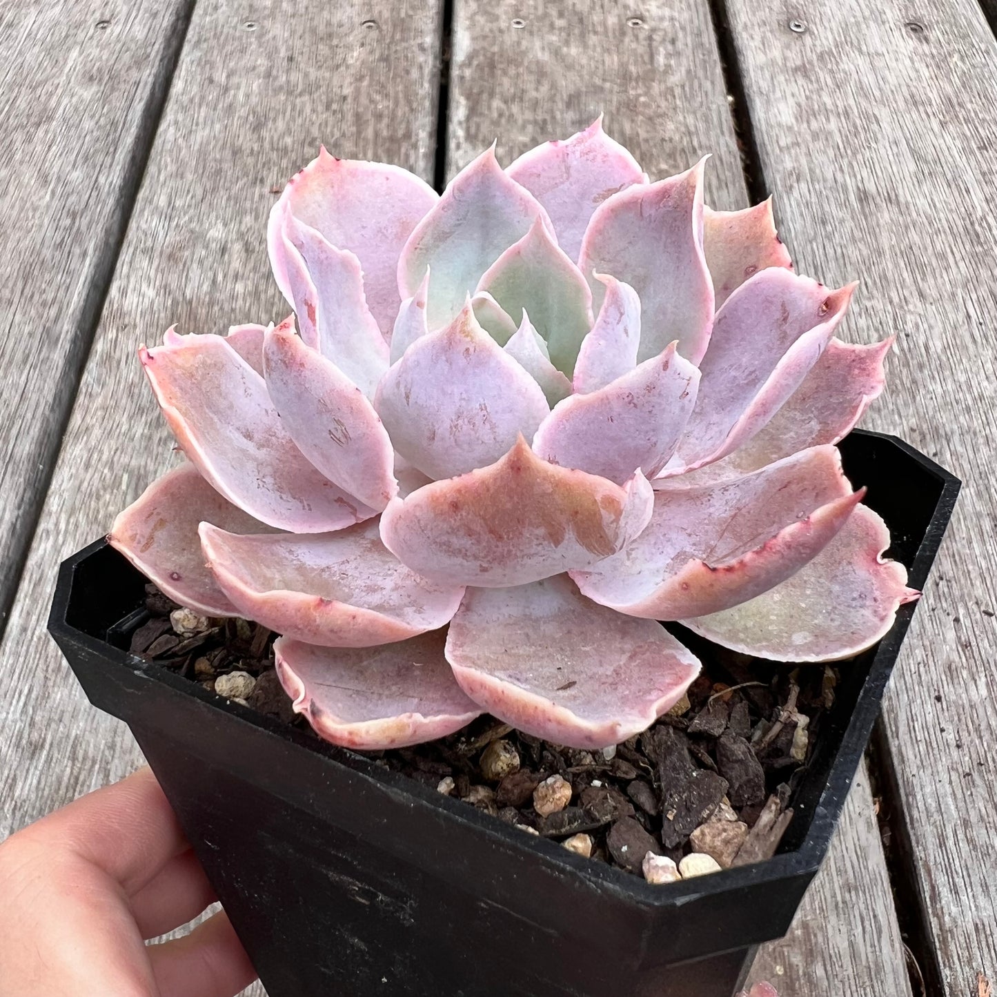 2910 Echeveria Neon Breaker