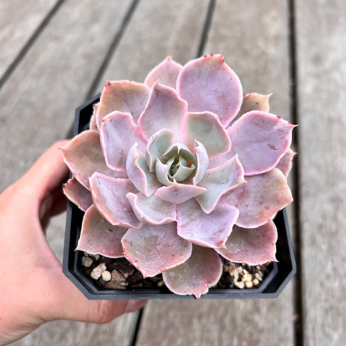 2910 Echeveria Neon Breaker