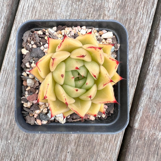 2910 Echeveria Agavoides 'Lime'