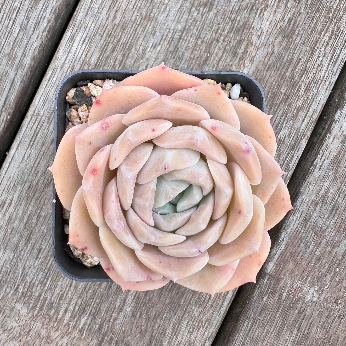 2910 Echeveria 'Amazing Grace'