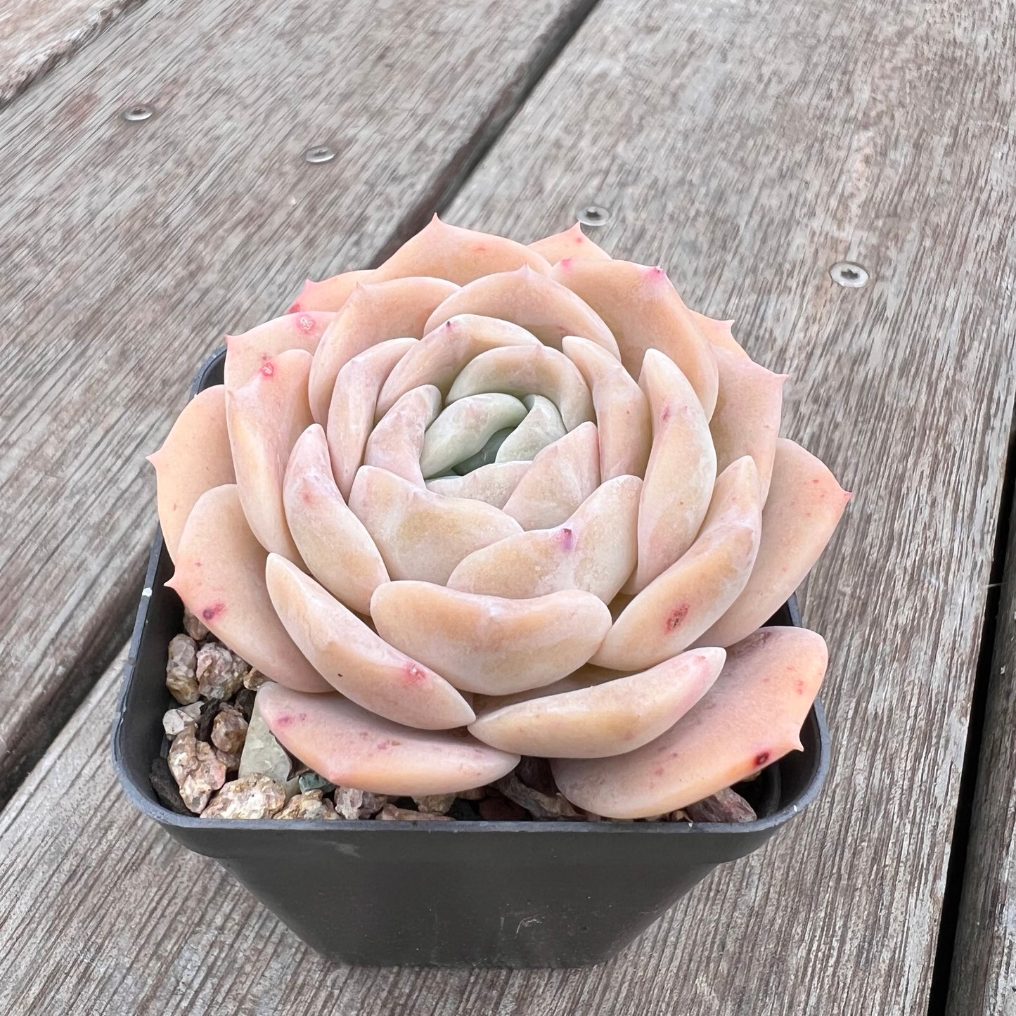 2910 Echeveria 'Amazing Grace'