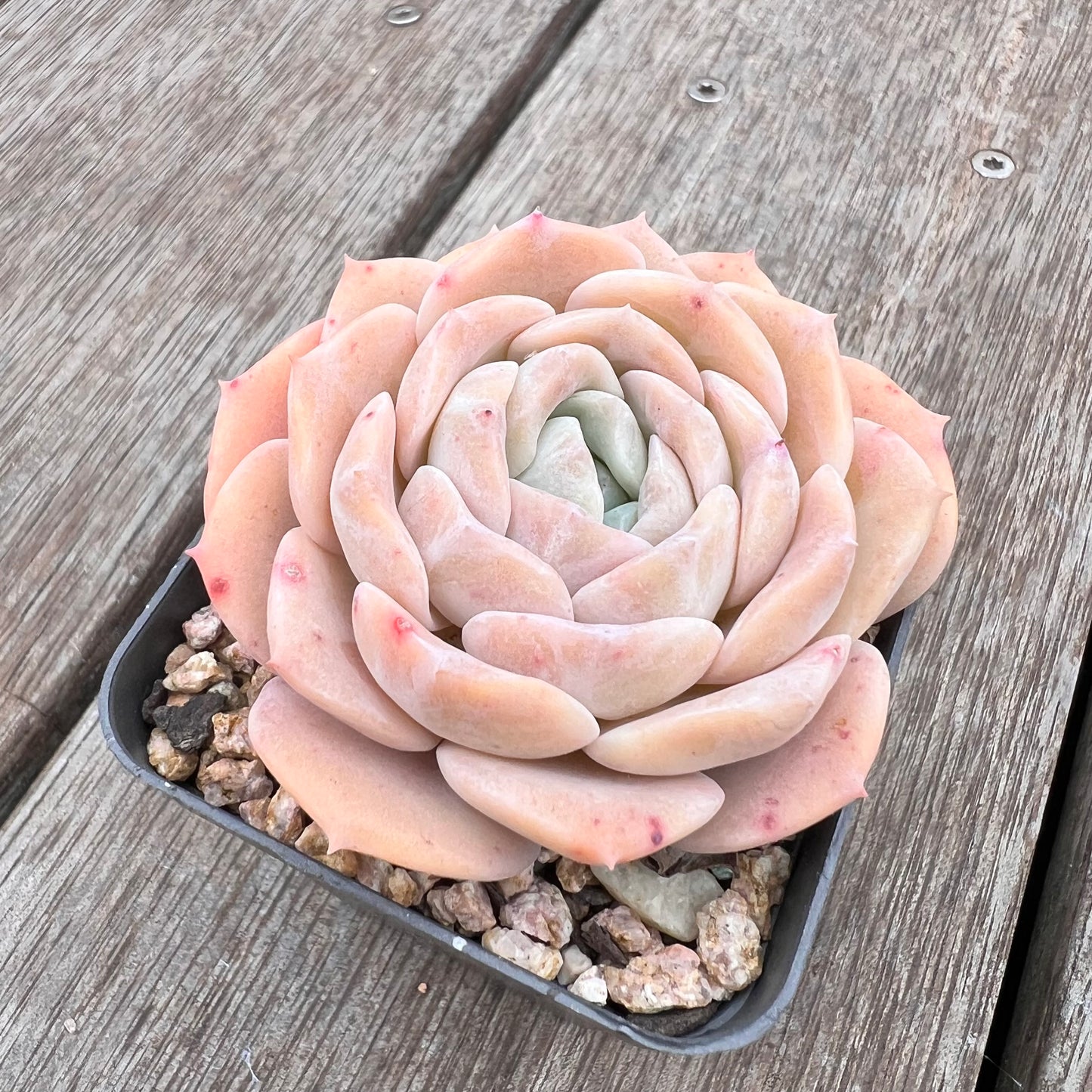 2910 Echeveria 'Amazing Grace'