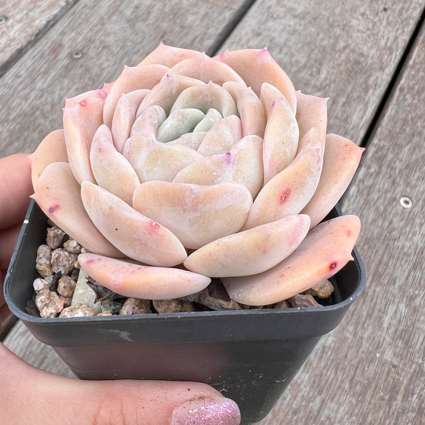 2910 Echeveria 'Amazing Grace'