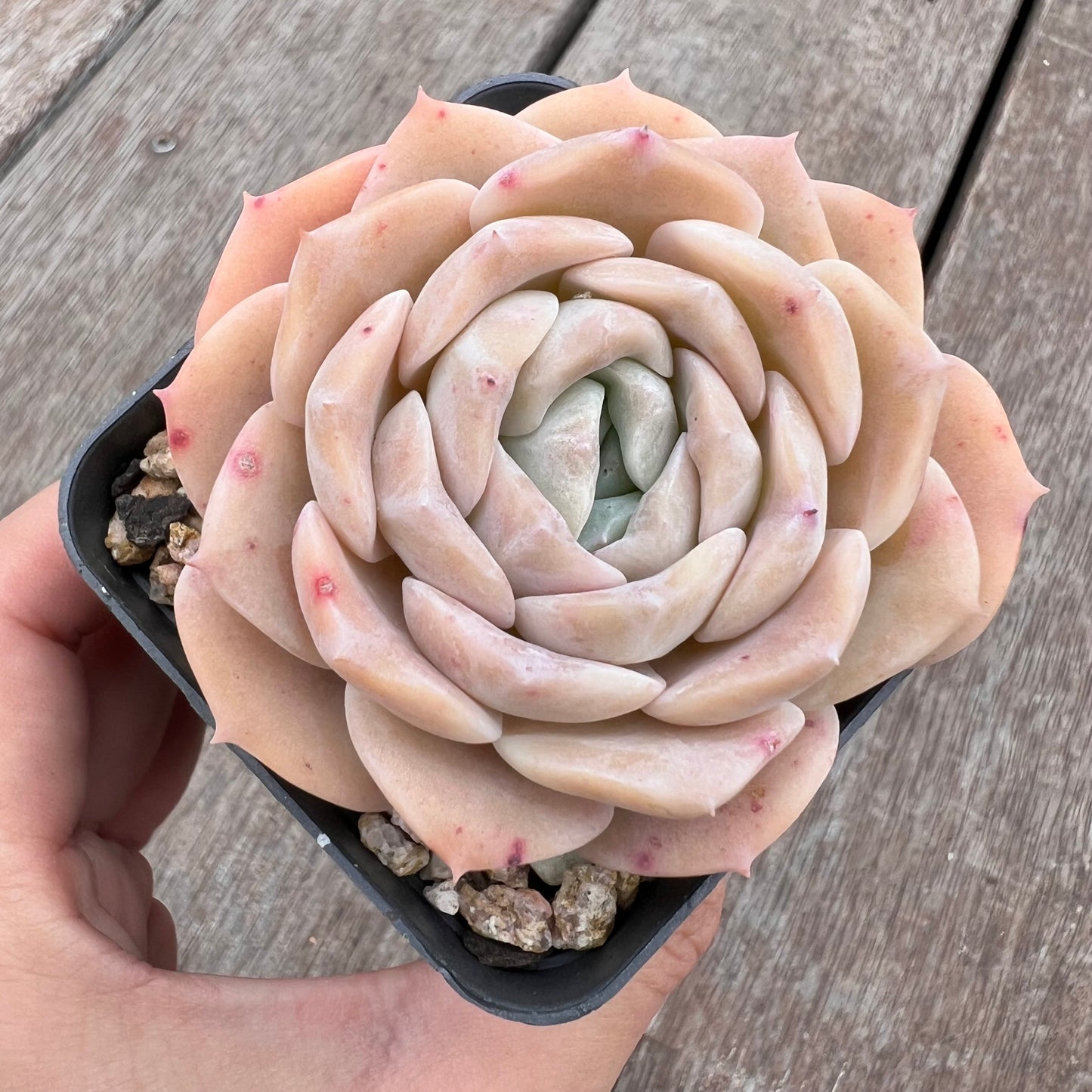 2910 Echeveria 'Amazing Grace'