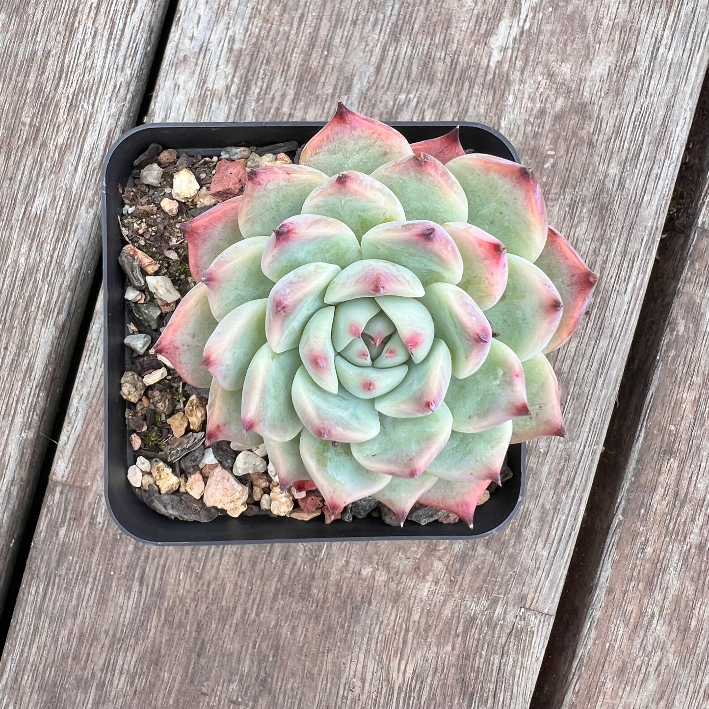 2910 Echeveria Chihuahuensis