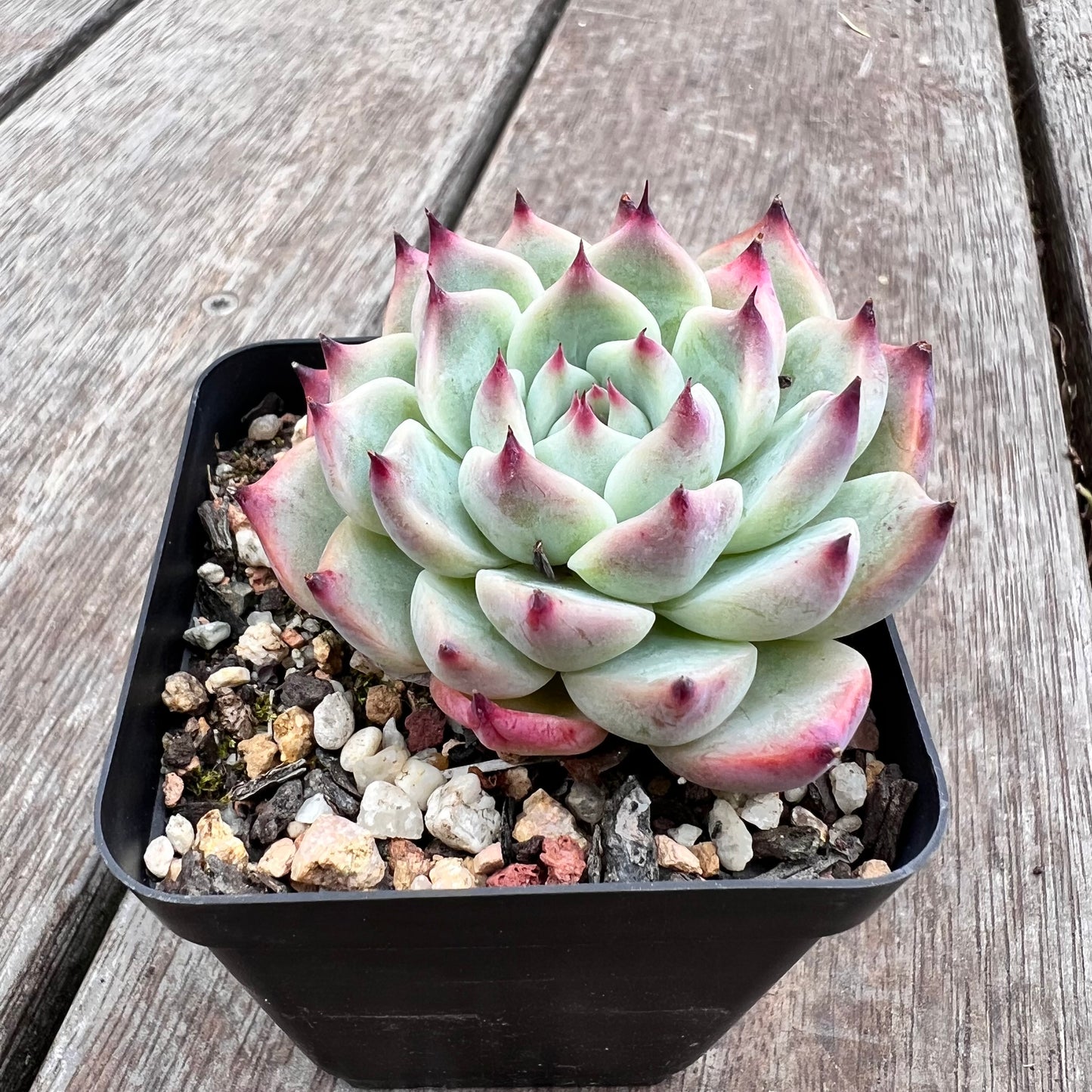 2910 Echeveria Chihuahuensis