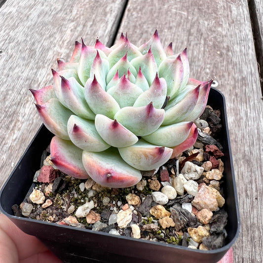 2910 Echeveria Chihuahuensis