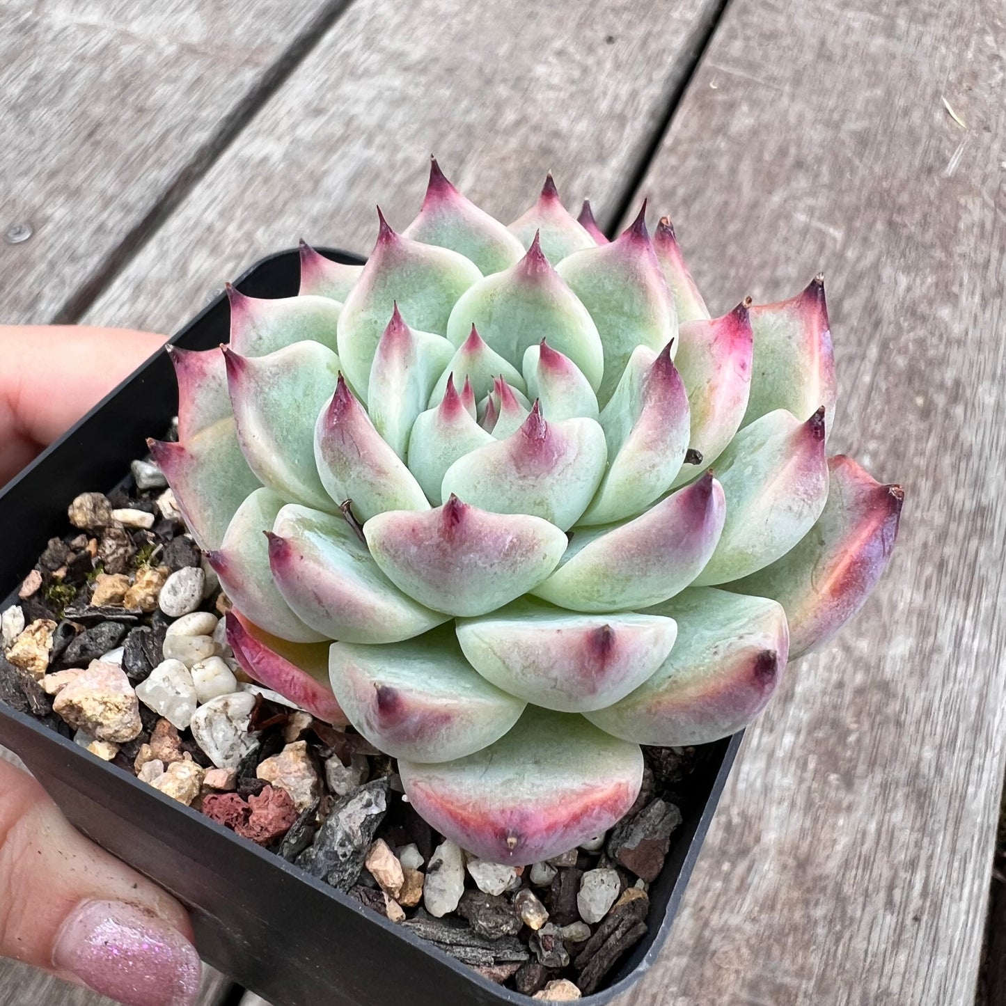 2910 Echeveria Chihuahuensis