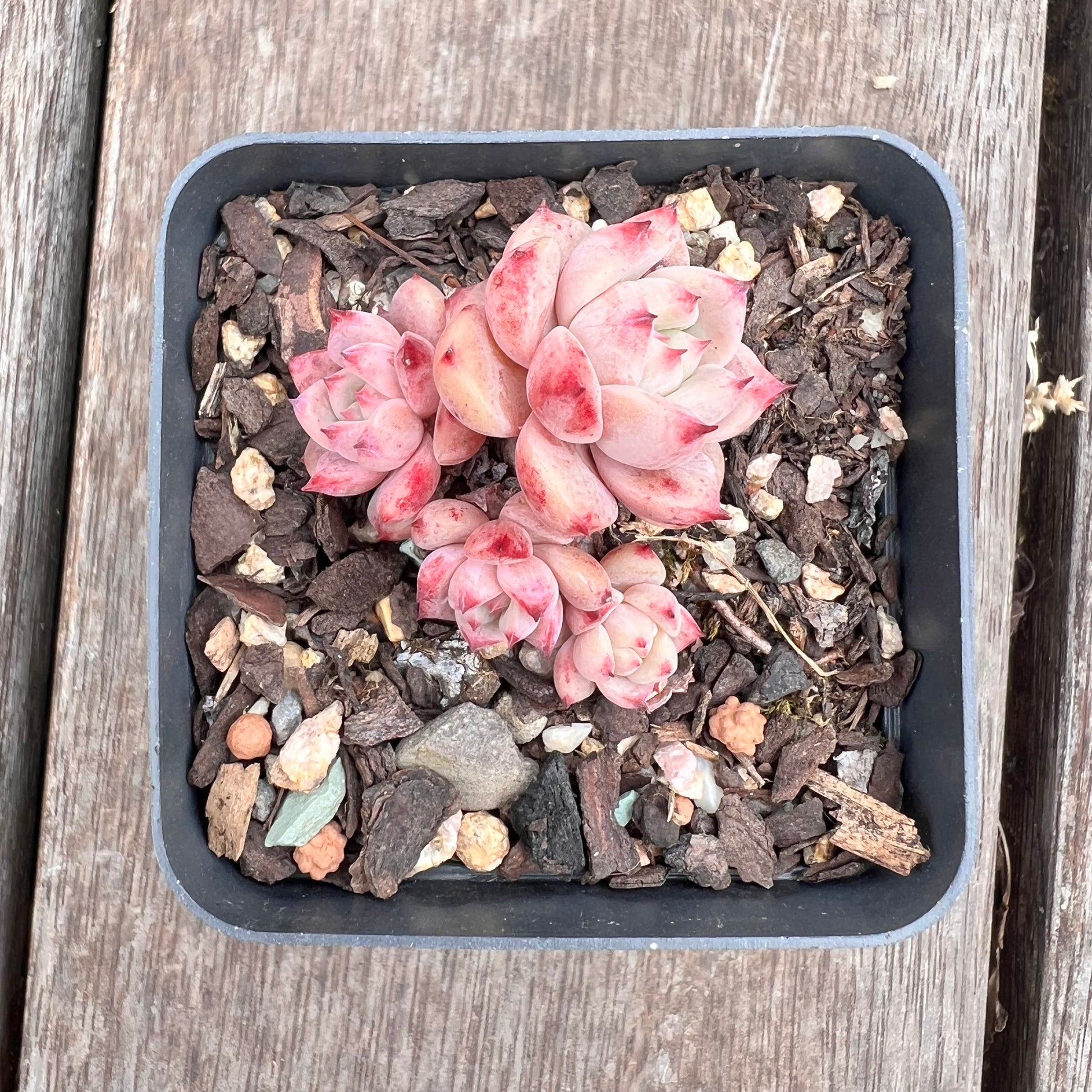 echeveria succulent bloom 2910 Echeveria Frosty Bloom – Bella Succulent Garden