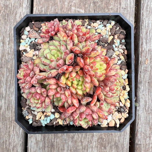 2910 Echeveria Nocturne (large clump)