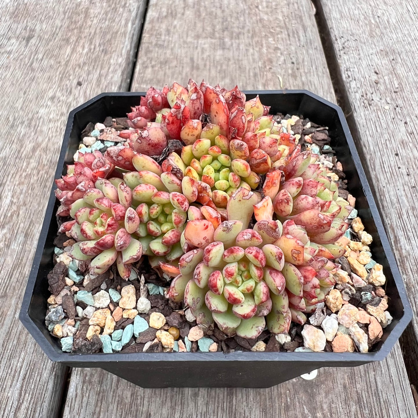 2910 Echeveria Nocturne (large clump)