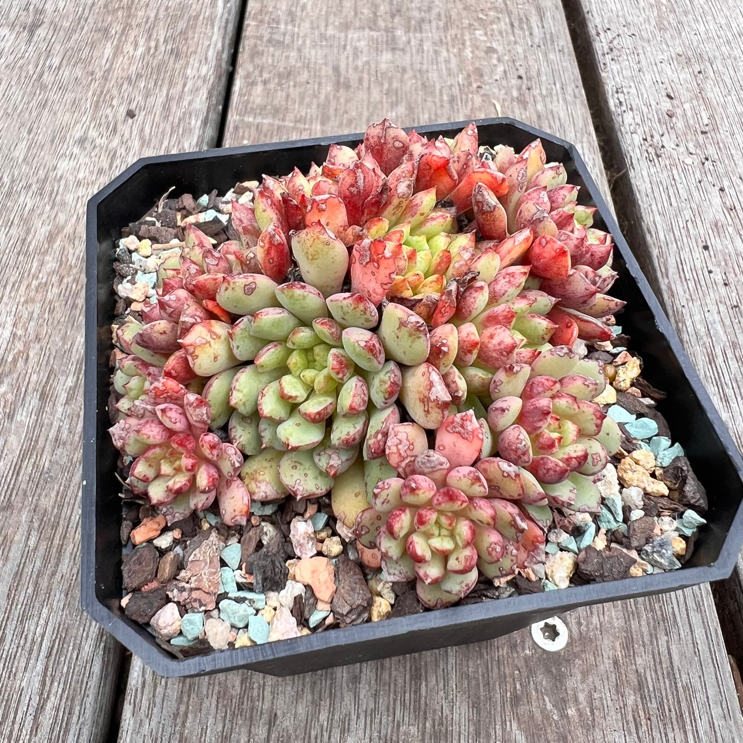 2910 Echeveria Nocturne (large clump)