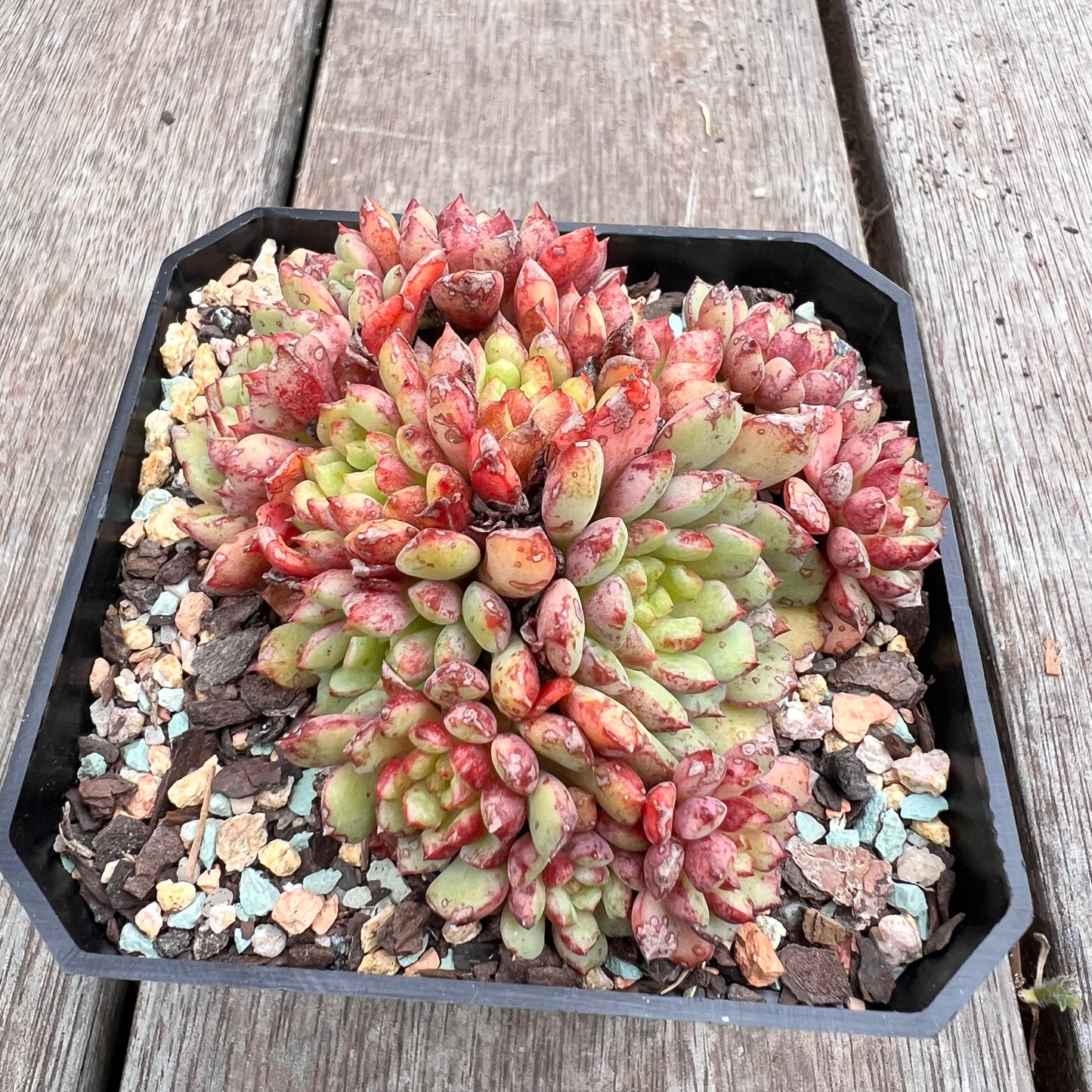 2910 Echeveria Nocturne (large clump)