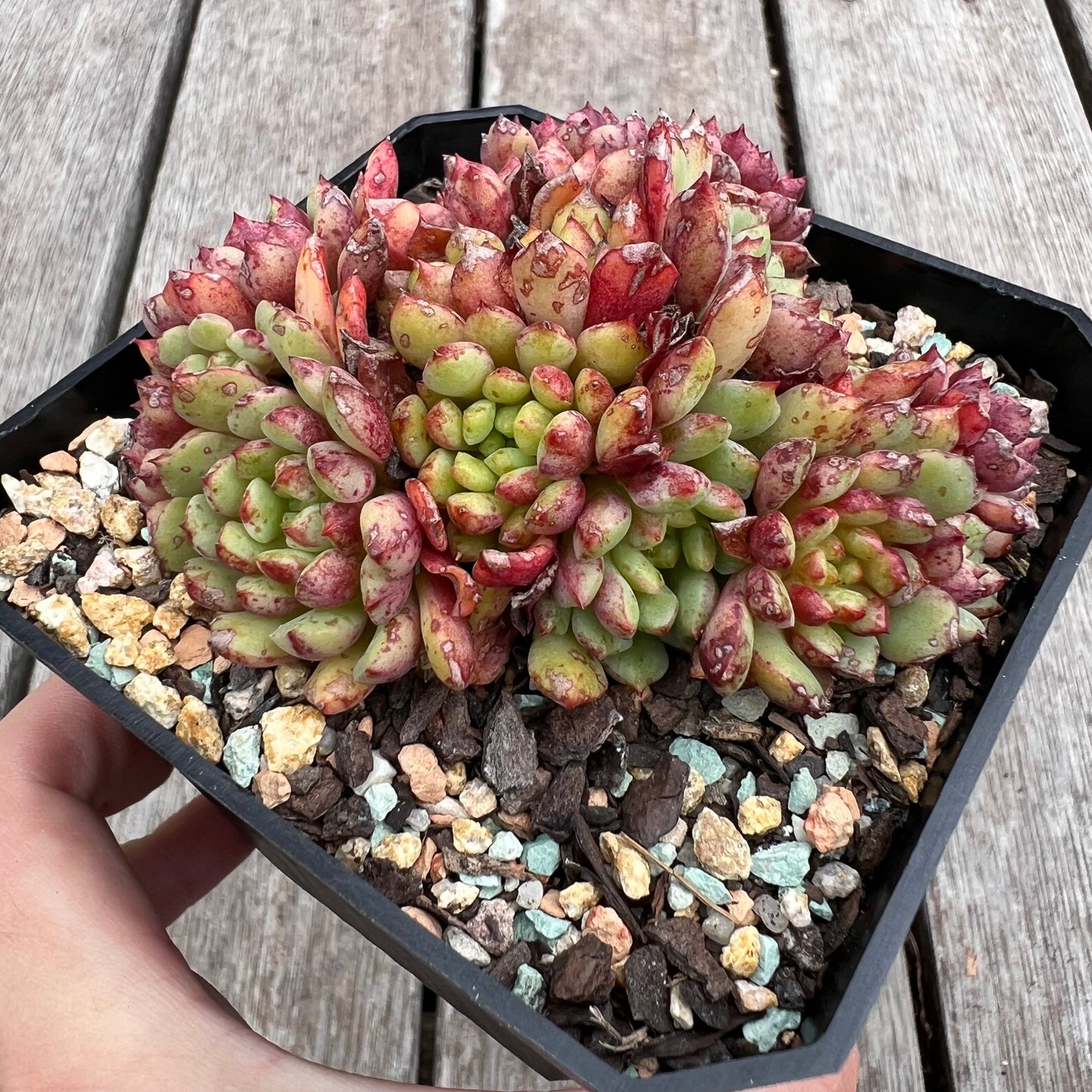 2910 Echeveria Nocturne (large clump)