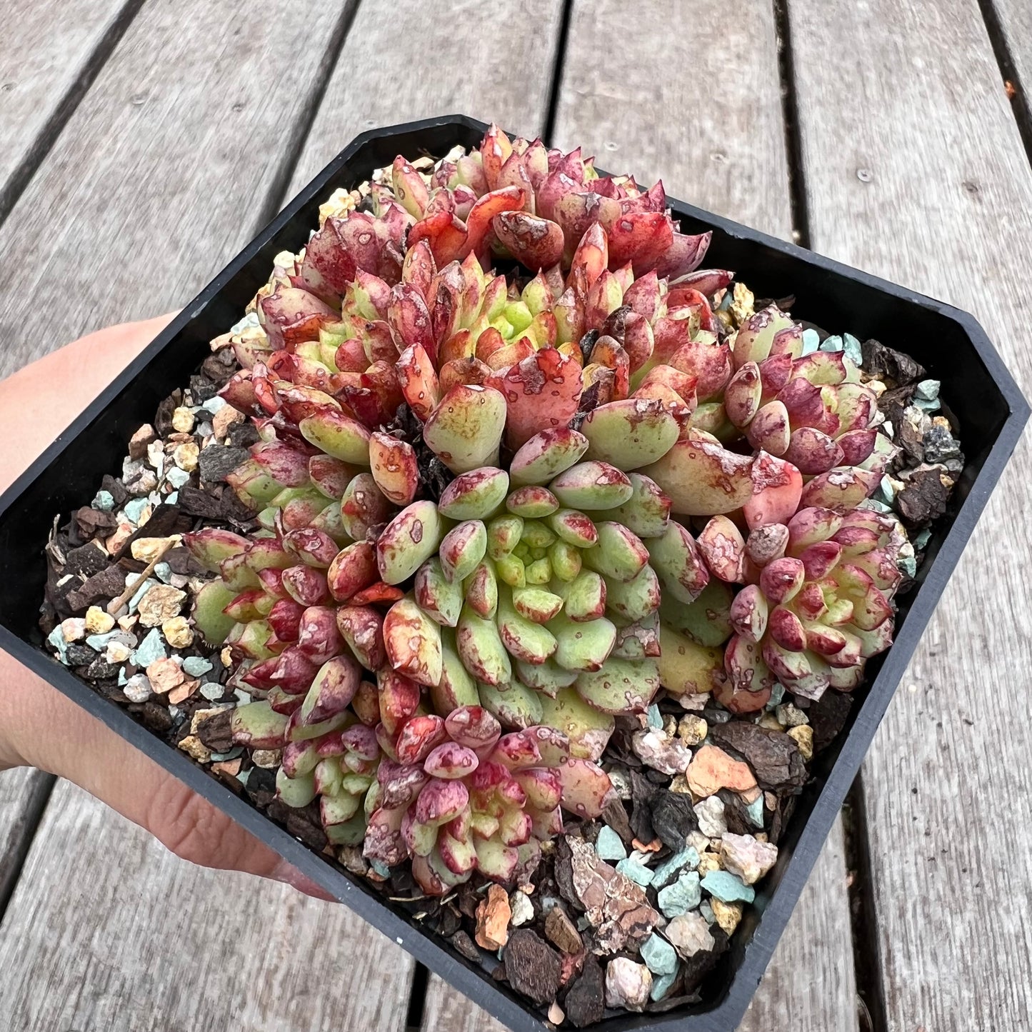 2910 Echeveria Nocturne (large clump)