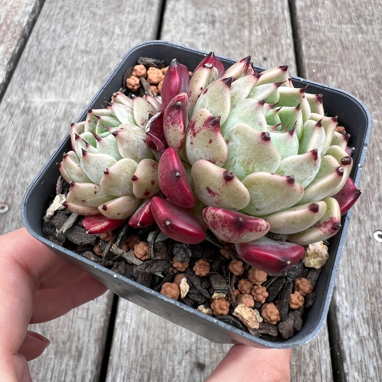 2910 Echeveria Sarahime Botan