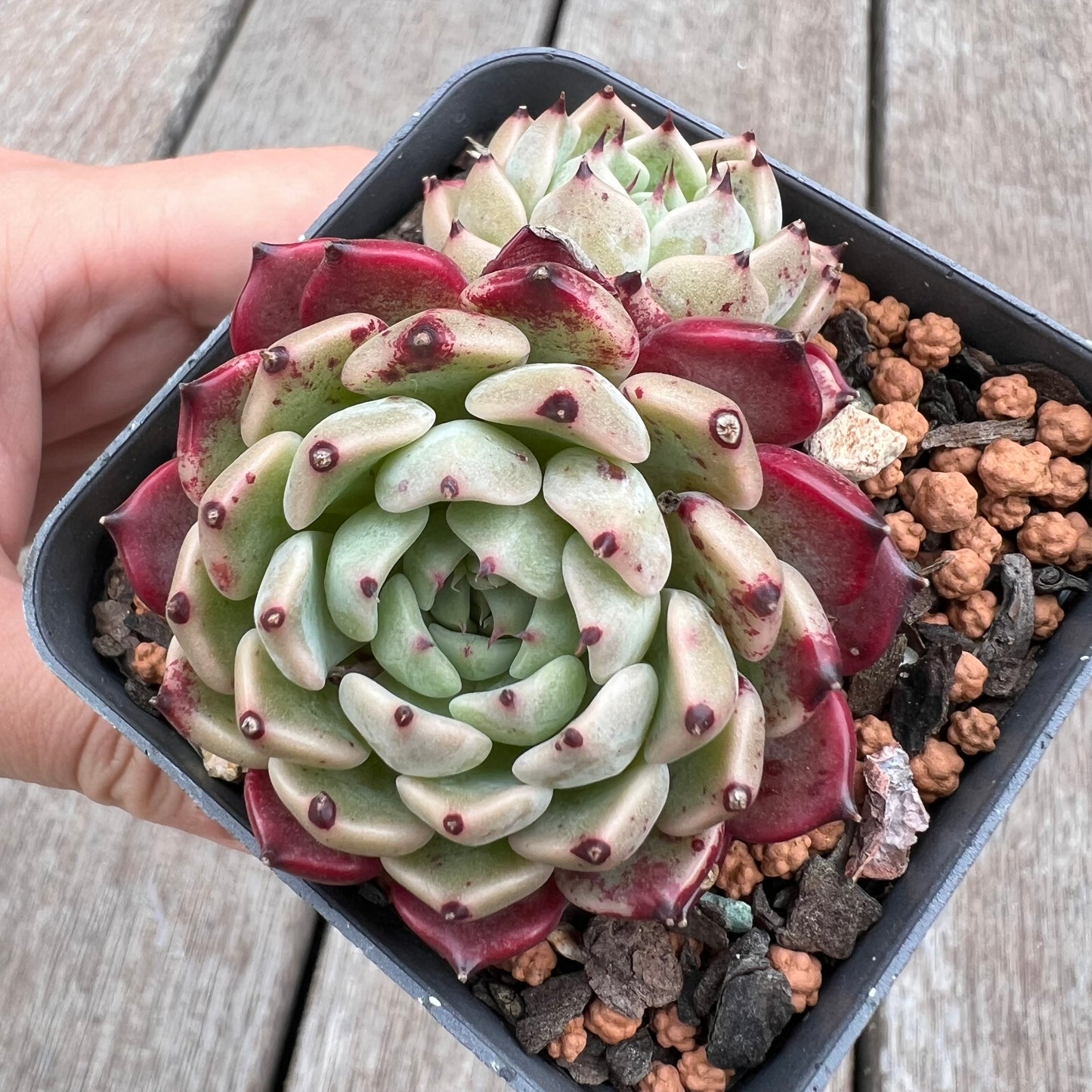 2910 Echeveria Sarahime Botan