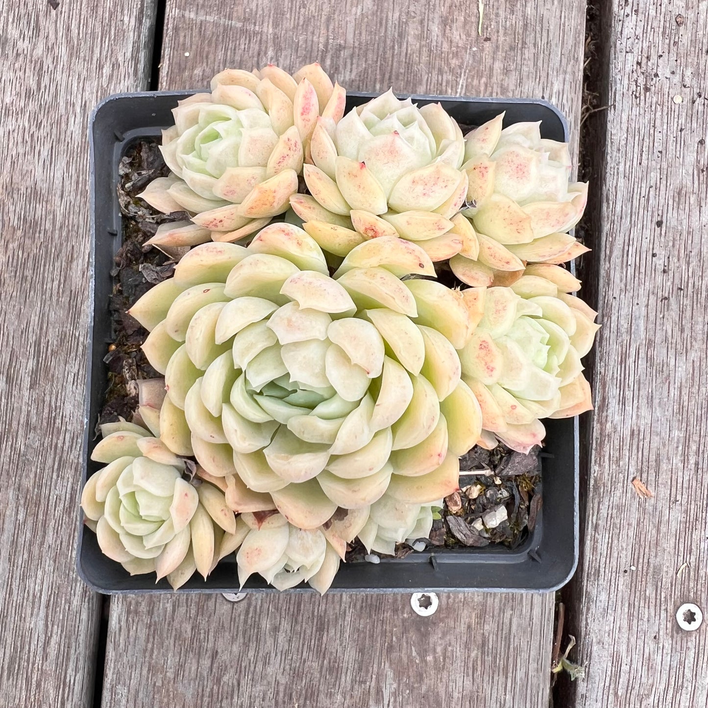 2910 Echeveria Schichi-kuksi