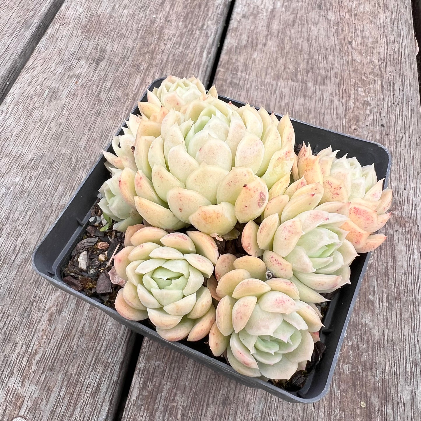 2910 Echeveria Schichi-kuksi