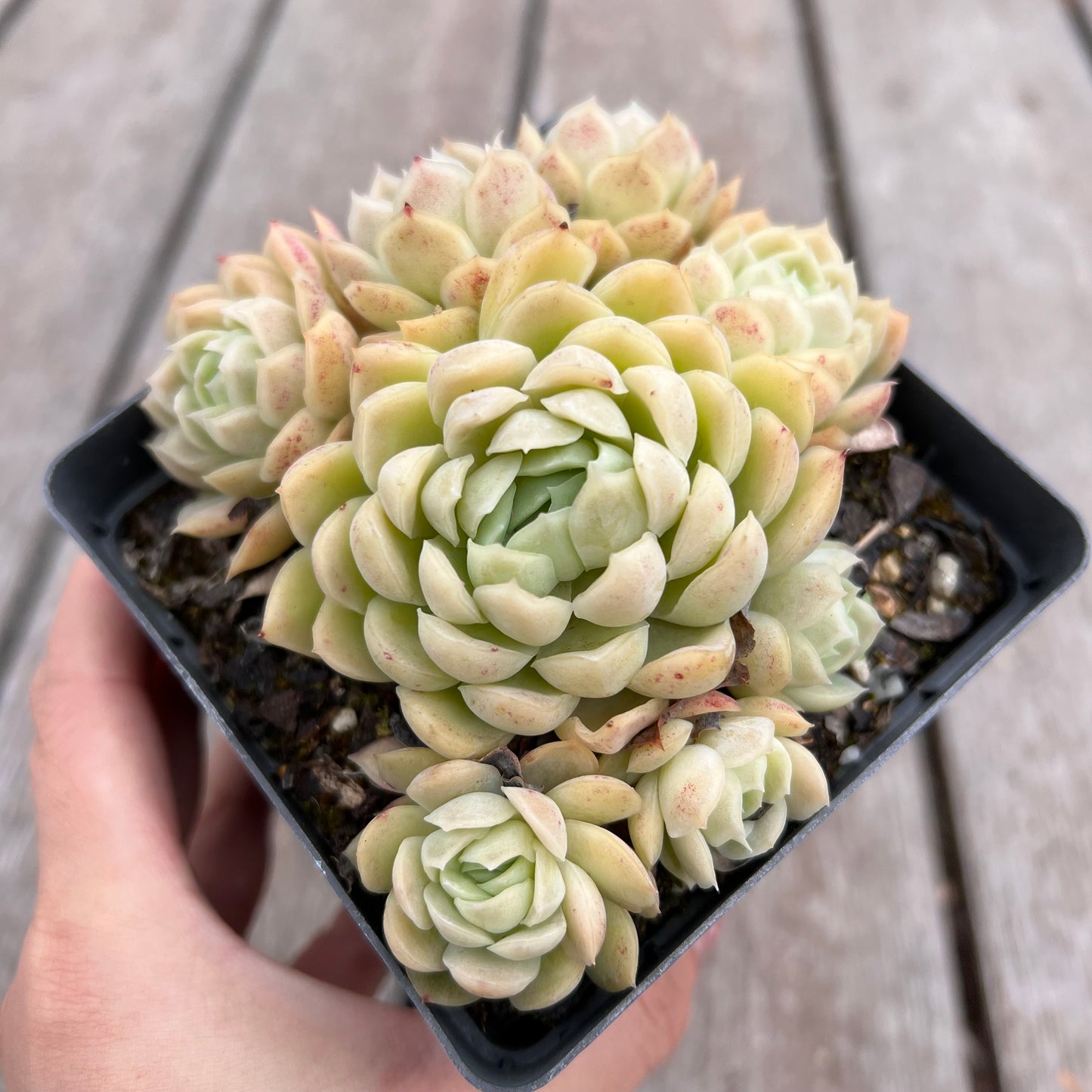 2910 Echeveria Schichi-kuksi