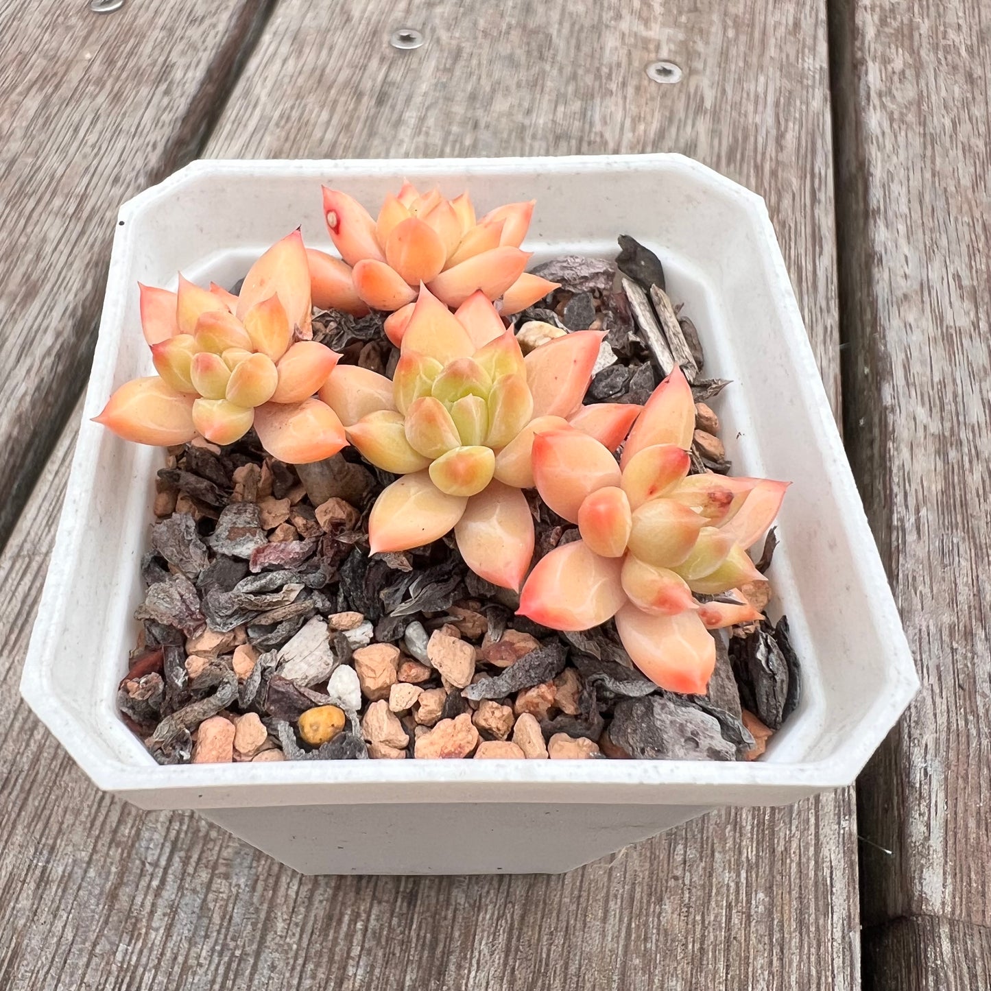 2910 Echeveria 'Twinkle Star' - korean hybrid