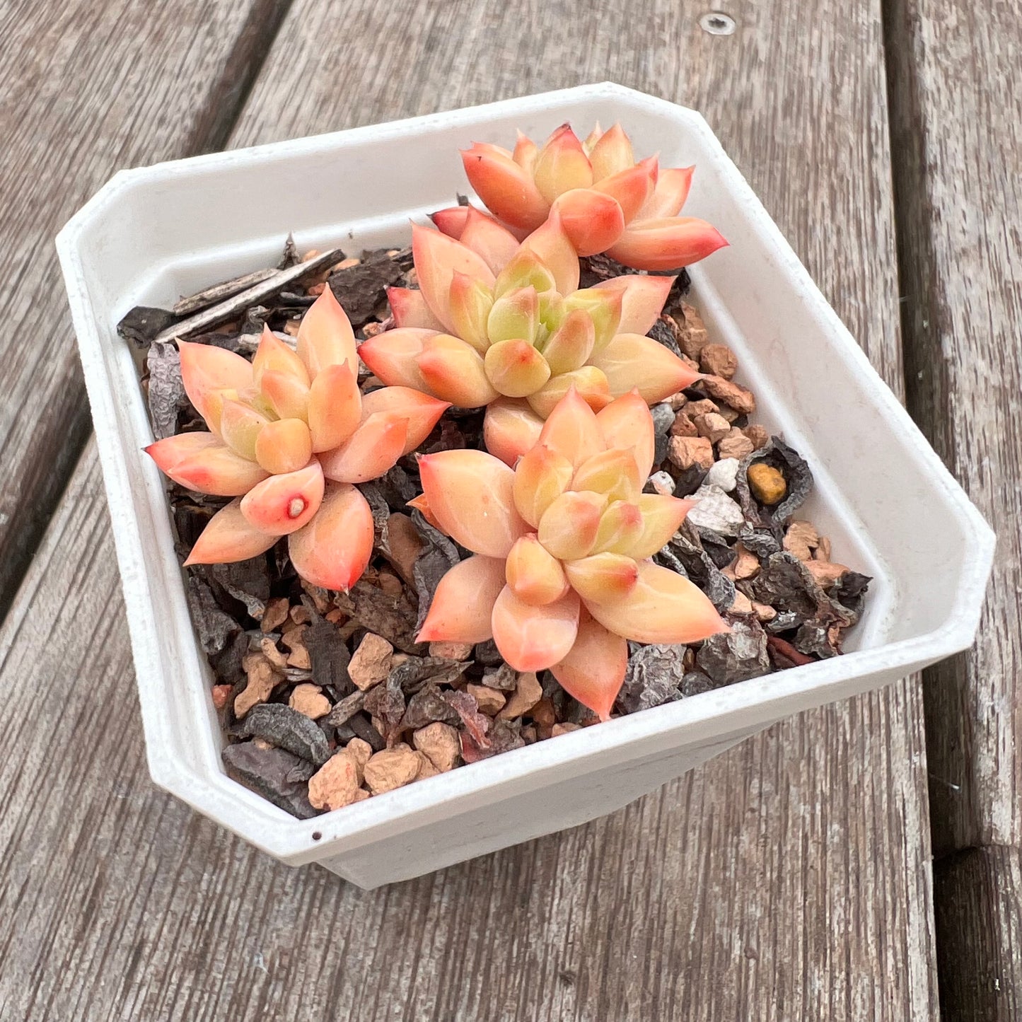 2910 Echeveria 'Twinkle Star' - korean hybrid