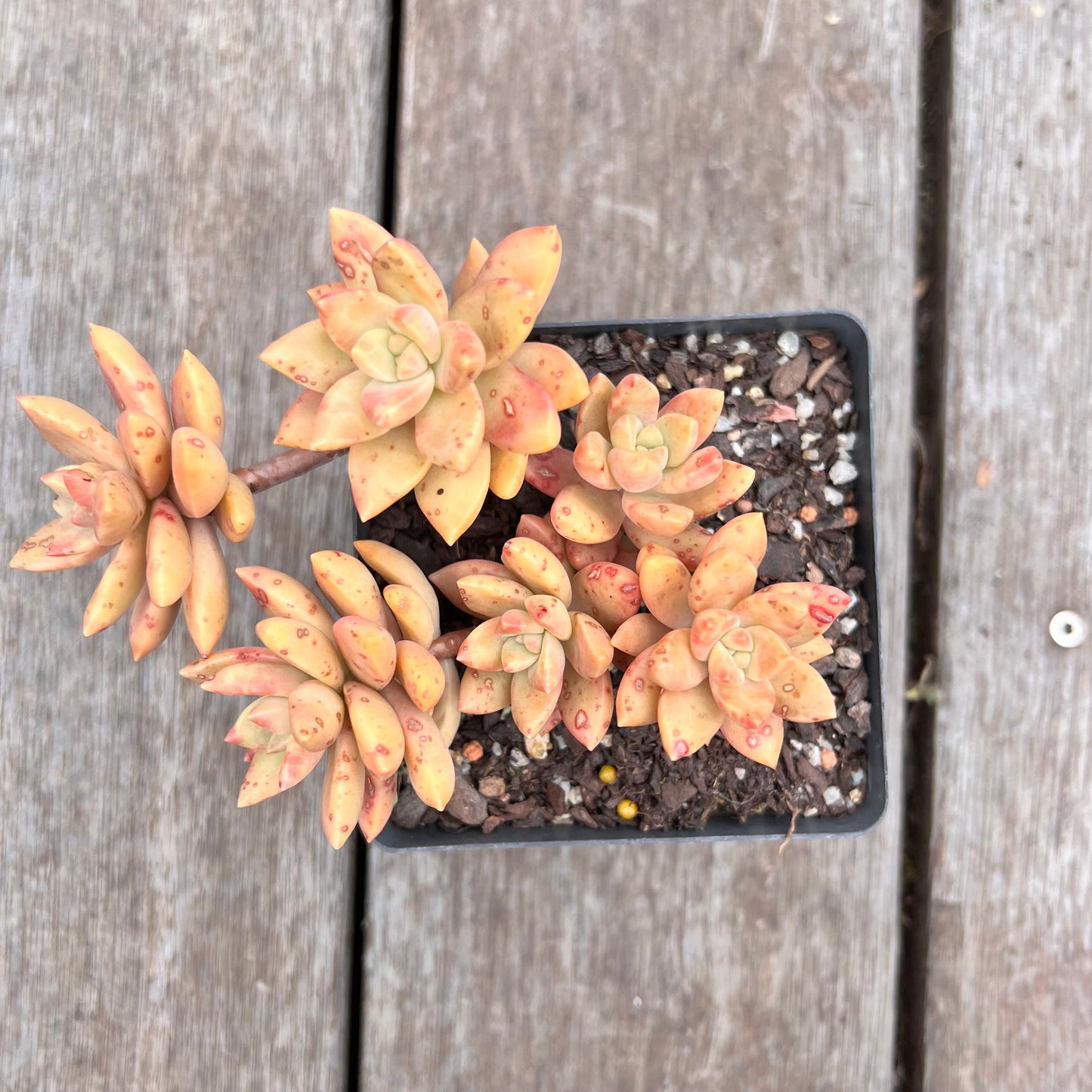 2910 Graptopetalum Pudding (minor markings)