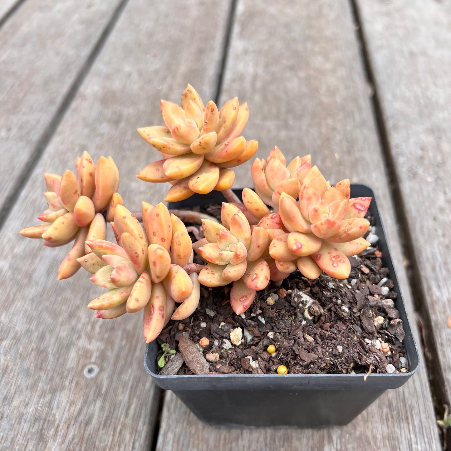 2910 Graptopetalum Pudding (minor markings)