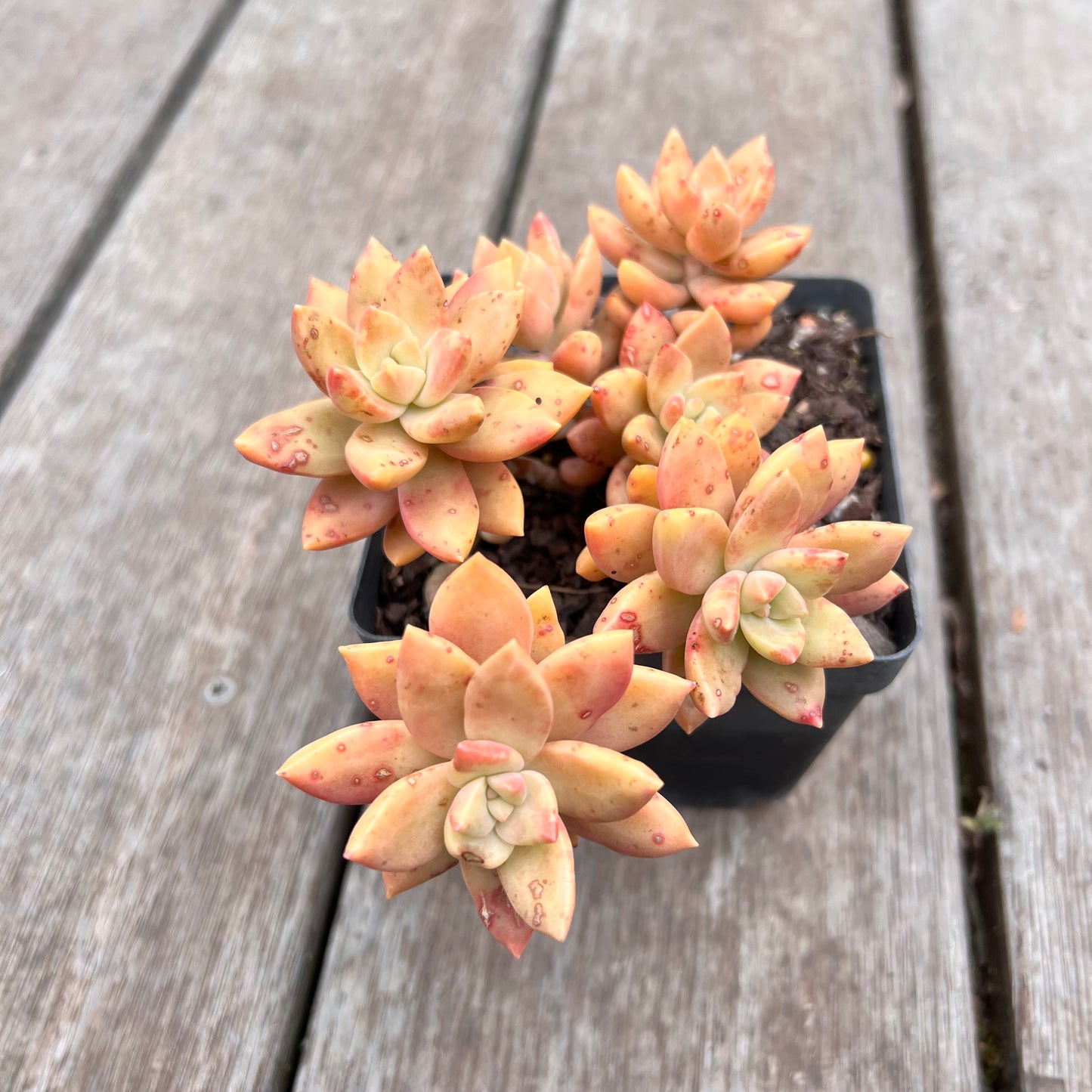 2910 Graptopetalum Pudding (minor markings)