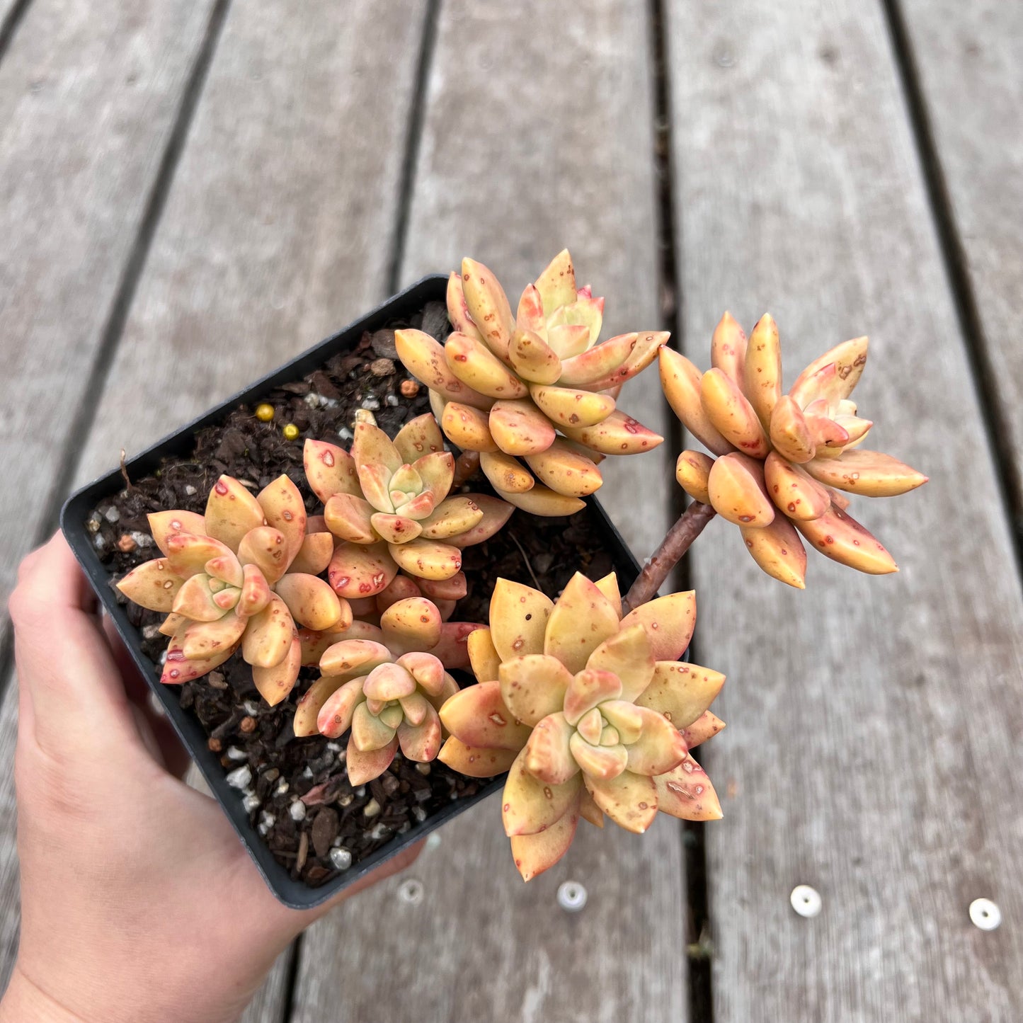 2910 Graptopetalum Pudding (minor markings)