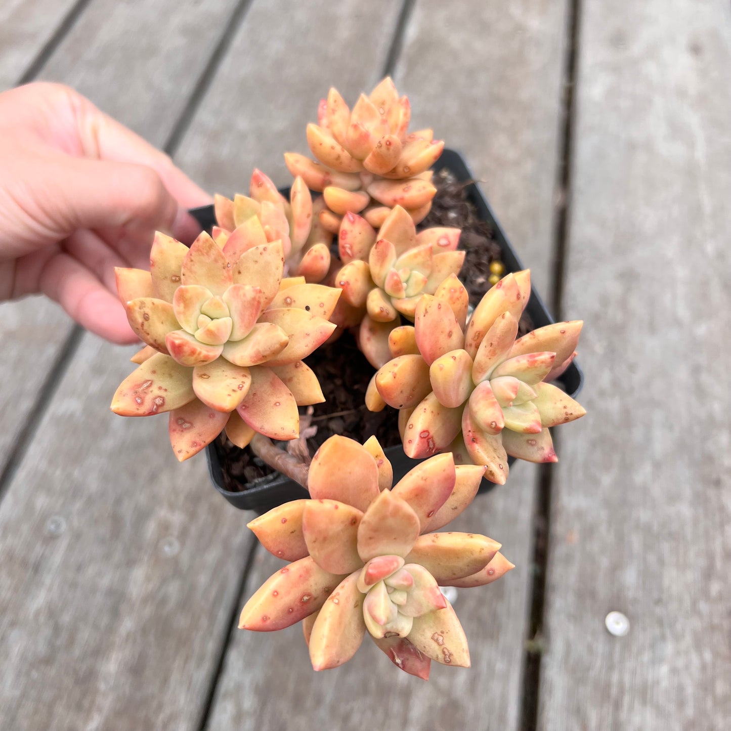 2910 Graptopetalum Pudding (minor markings)