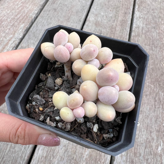 2910 Pachyphytum 'Egg Tart'