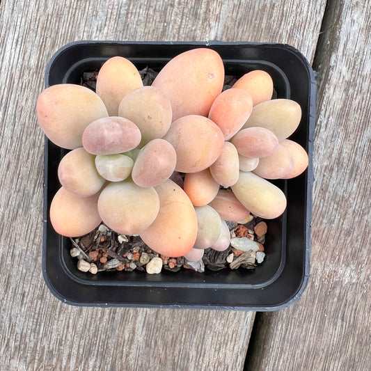 2910 Pachyphytum Garcie