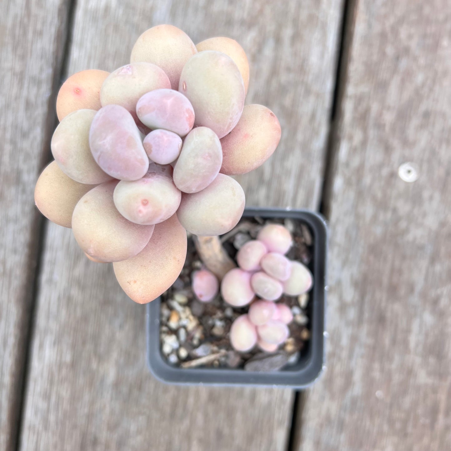 2910 Pachyphytum Oviferum