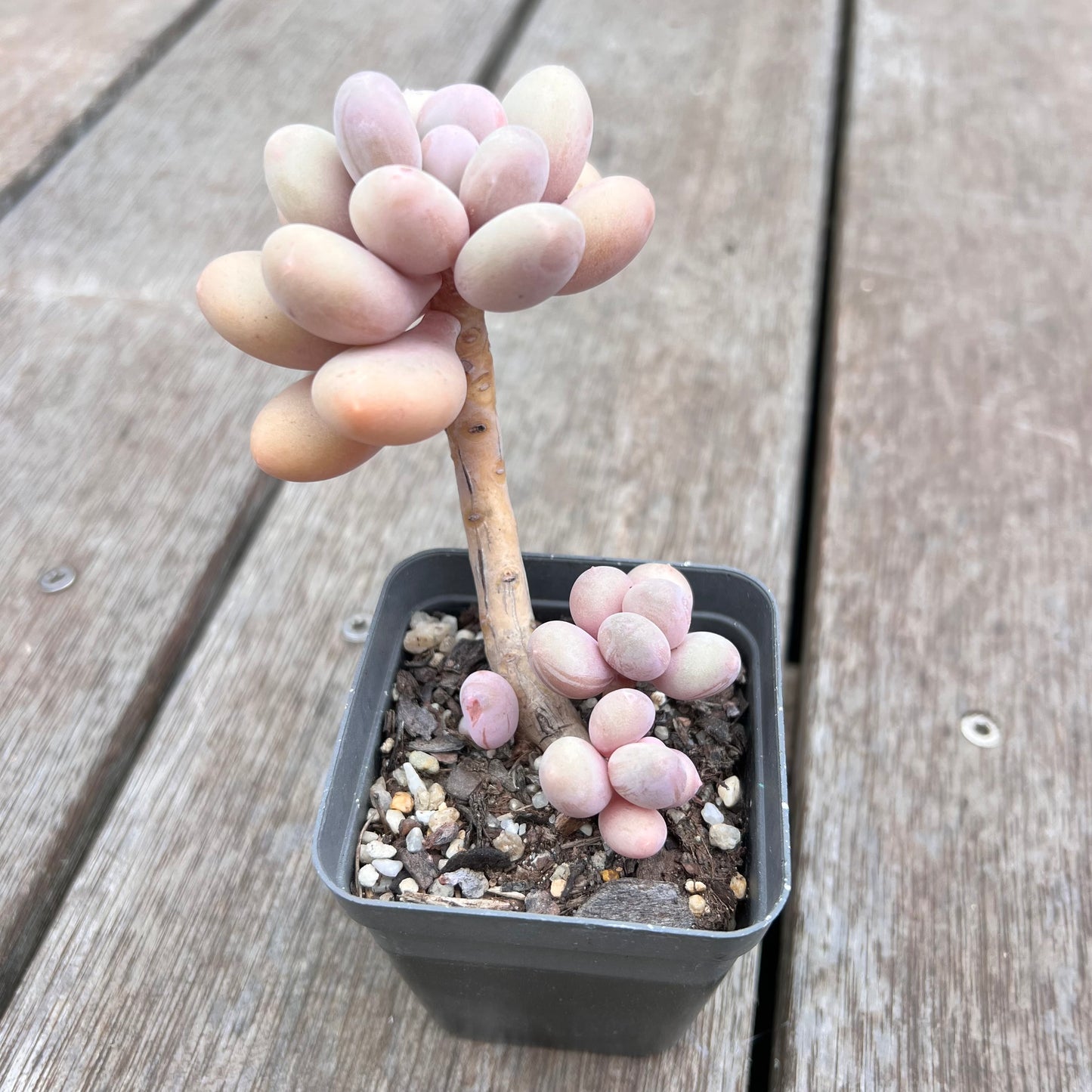 2910 Pachyphytum Oviferum