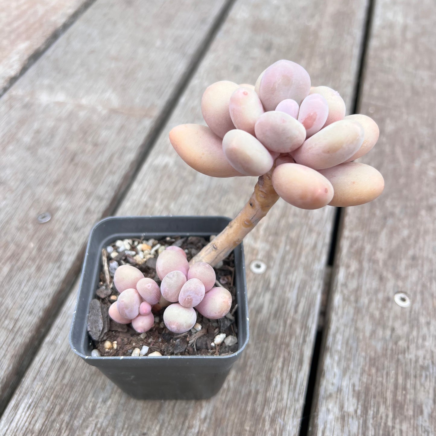 2910 Pachyphytum Oviferum