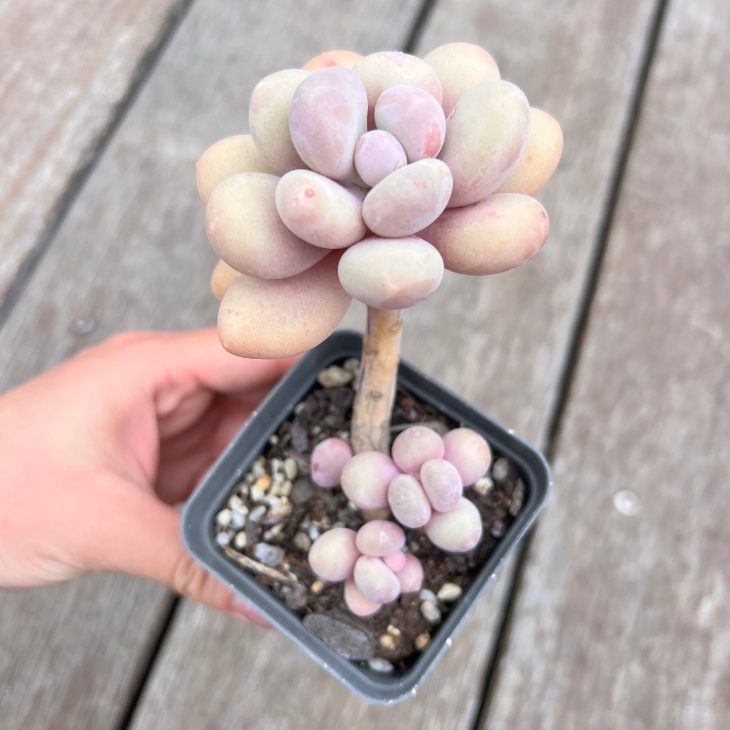 2910 Pachyphytum Oviferum