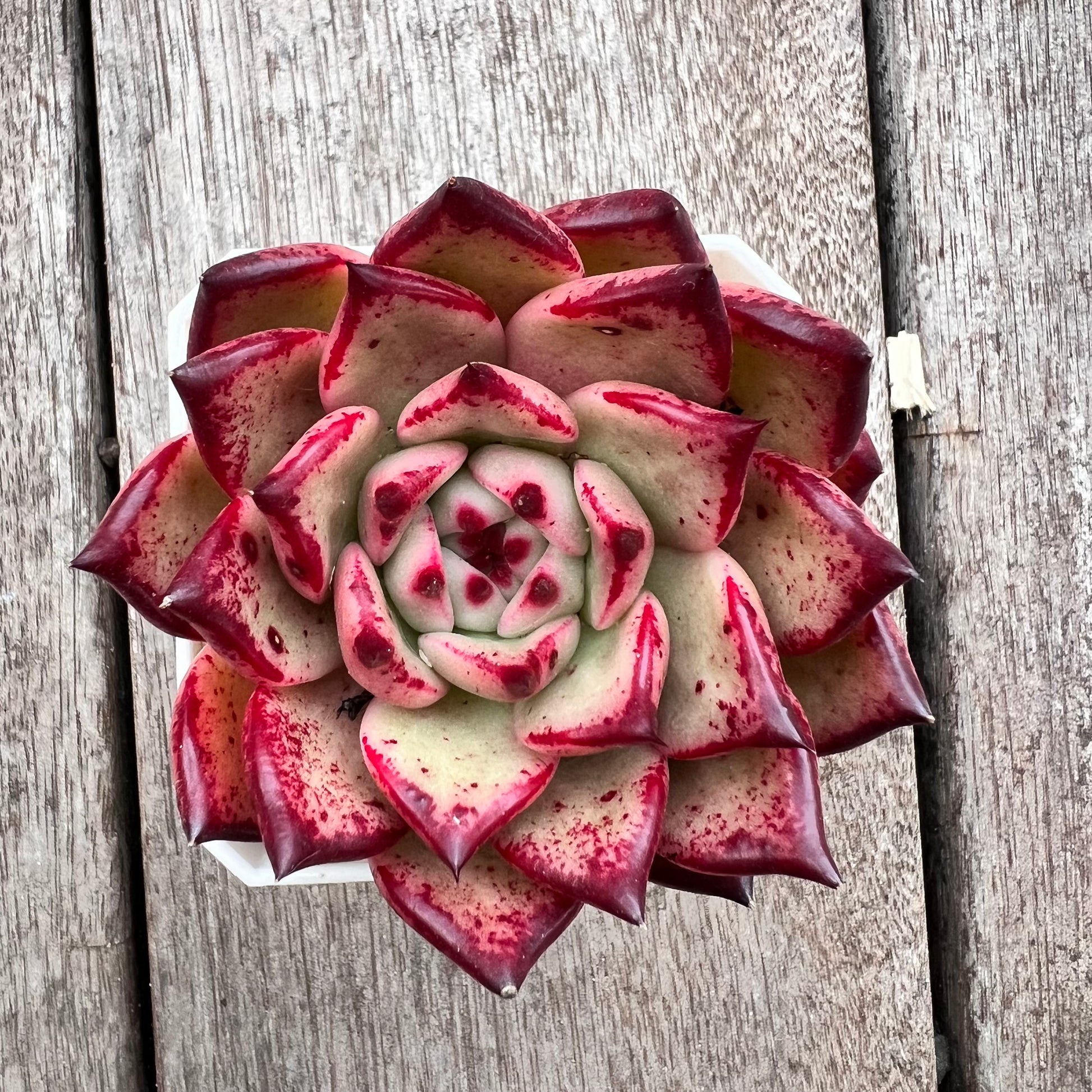 honey pink succulent 2805 Echeveria Agavoides 'Honey Pink'