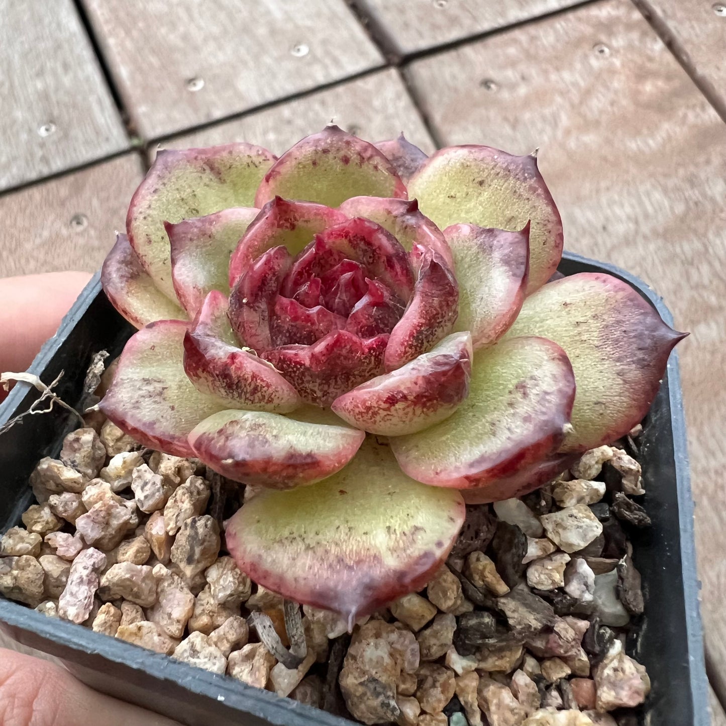 3004 Echeveria Black Crystal